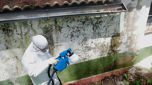 Top rated local Mold Testing specialists in Edgewood, FL